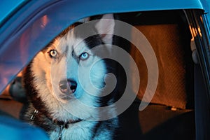 Beautiful Siberian husky sitting in car and looking at camera. Noble dog with blue eyes sitting in the driver`s seat of the car.