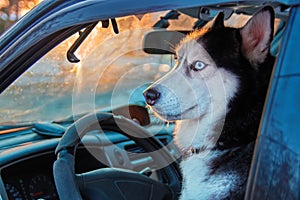 Beautiful Siberian husky sitting in car and looks outside. Noble dog with blue eyes sitting in the driver`s seat of the car.