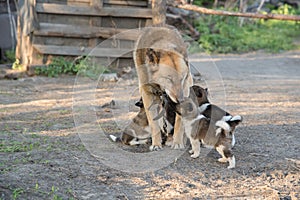 Beautiful Siberian Laika puppies drink milk from their mother in