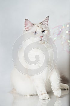 Beautiful Siberian tabby point cat with blue eyes on a white studio background