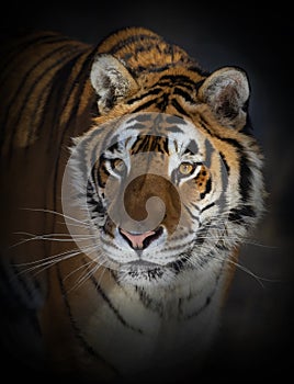 A beautiful Siberian Tiger Panthera tigris altaica portrait in Montana, USA