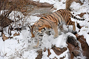 Beautiful Siberian Tiger in the snow