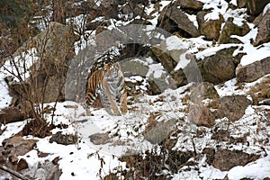 Beautiful Siberian Tiger in the snow