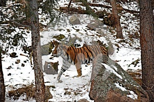 Beautiful Siberian Tiger in the snow