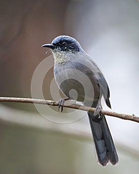 Beautiful Sibia, Heterophasia pulchella