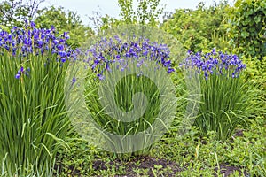 Beautiful sibirian iris or sibirian flag in the summer garden