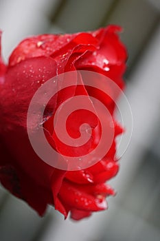 Beautiful side view selective colour image of red rose