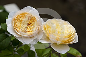 beautiful side view two yellow rose fragrant flowers blooming in botany garden with green leaves. scent of fresh smell