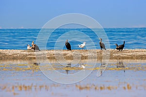 Beautiful sight view of Qinghai Lake