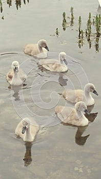 Beautiful signets baby swans