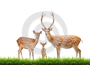 Beautiful sika deer photo