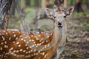 Beautiful sika deer in the summer forest