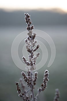 A beautiful silent winter Morning during sunrise