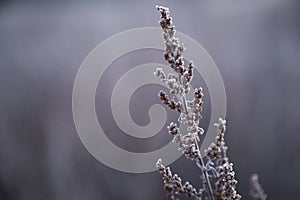 A beautiful silent winter Morning during sunrise