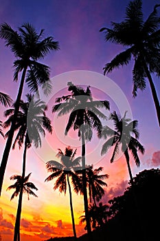 Beautiful silhouette coconut palm trees on the tropical beach at sunrise time in the early morning