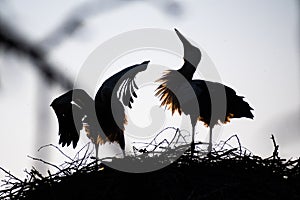 Beautiful silhouette of a couple of white and black storks