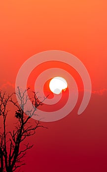 Beautiful silhouette dead tree and red sunset sky and clouds. Romantic and peaceful scene of big sun, and red sky at sunset time