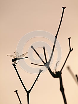 Beautiful Silhouette of Dragonfly on Branch