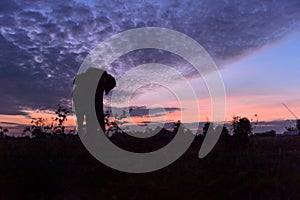 Beautiful silhouette of the elephant against an amazing sunset.