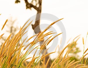 Beautiful silhouette of grass flower on sunset background Selec