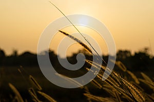 Beautiful silhouette of grass flower on sunset background. Selective focus