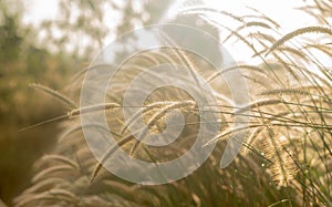 Beautiful silhouette of grass flower on sunset background Selective focus