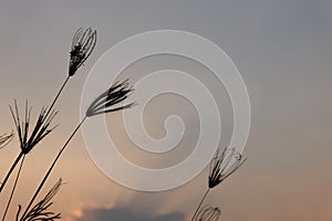 Beautiful silhouette of grass flower on sunset at twilight time background,