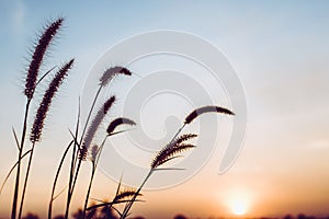 Beautiful silhouette grass flowers on blue sky twilight evening  with sunset  nature background