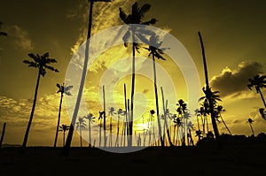 Beautiful silhouette image of coconu tree near the beach