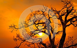 Beautiful silhouette leafless tree and sunset sky. Romantic and peaceful scene of sun, and golden sky at sunset time with beauty