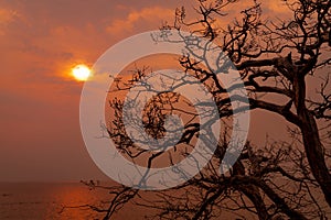 Beautiful silhouette leafless tree and sunset sky beside the sea. Romantic and peaceful scene of sea, sun, and sky at sunset time