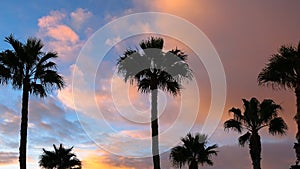 Beautiful silhouette of palm trees