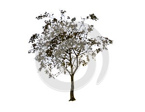 Beautiful silhouette shape of green tree isolated on white background.