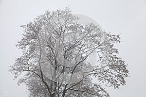 Beautiful silhouette of a tree in winter.