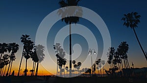 Beautiful silhouetts of palm trees in the evening - Venice Beach - travel photography photo