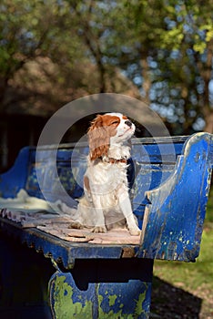 Beautiful and silly Cavalier King Charles Spaniel young dog is sitting on vintage blue bench and sunbathing