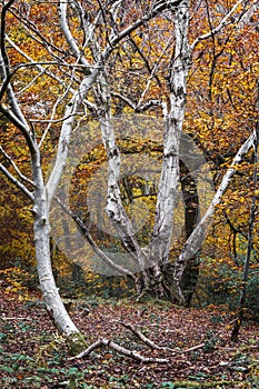 Beautiful silver Birch trees in Autumn, Burnham Beeches, Buckinghamshire, UK