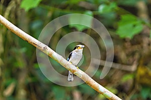 Beautiful of Silver-breasted Broadbill bird (Serilophus lunatus) and grasshopper perching on a branch