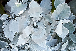 Beautiful Silver dust Cineraria maritima in the garden, autumn time, closeup.