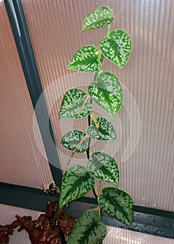 Beautiful silver and green leaves of Scindapsus Pictus Exotica, a popular houseplant photo