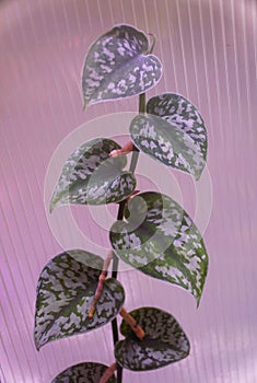 Beautiful silver and green leaves of Scindapsus Pictus Exotica, a shingling houseplant