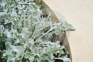 Beautiful silver leaves and yellow flowers of Centaurea cineraria