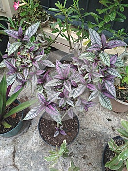 beautiful silver purple myopic flower photo