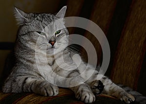 Beautiful silver tabby cat posing on sofa cushions.