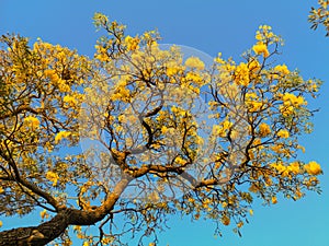 Beautiful Silver trumpet tree,Tree of gold,Paraguayan silver trumpet tree.Selective focus a yellow flower in the garden.