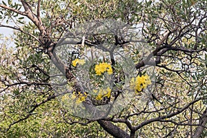 Beautiful Silver trumpet tree,Tree of gold,Paraguayan silver trumpet tree.Selective focus a yellow flower in the garden.