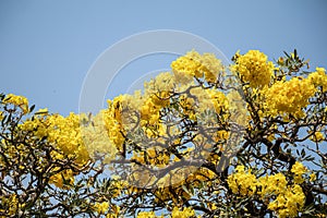Beautiful Silver trumpet tree,Tree of gold,Paraguayan silver trumpet tree.Selective focus a yellow flower in the garden.