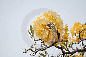 Beautiful Silver trumpet tree,Tree of gold,Paraguayan silver trumpet tree.Selective focus a yellow flower in the garden.