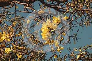 Beautiful Silver trumpet tree,Tree of gold,Paraguayan silver trumpet tree.Selective focus a yellow flower in the garden.