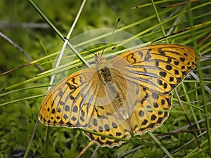 A beautiful Silver-washed Fritillary butterfly in the grass.